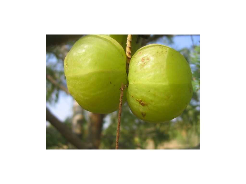 Triphala Organic – tradicionāla trīs augļu formula gremošanas līdzsvaram - Image 3