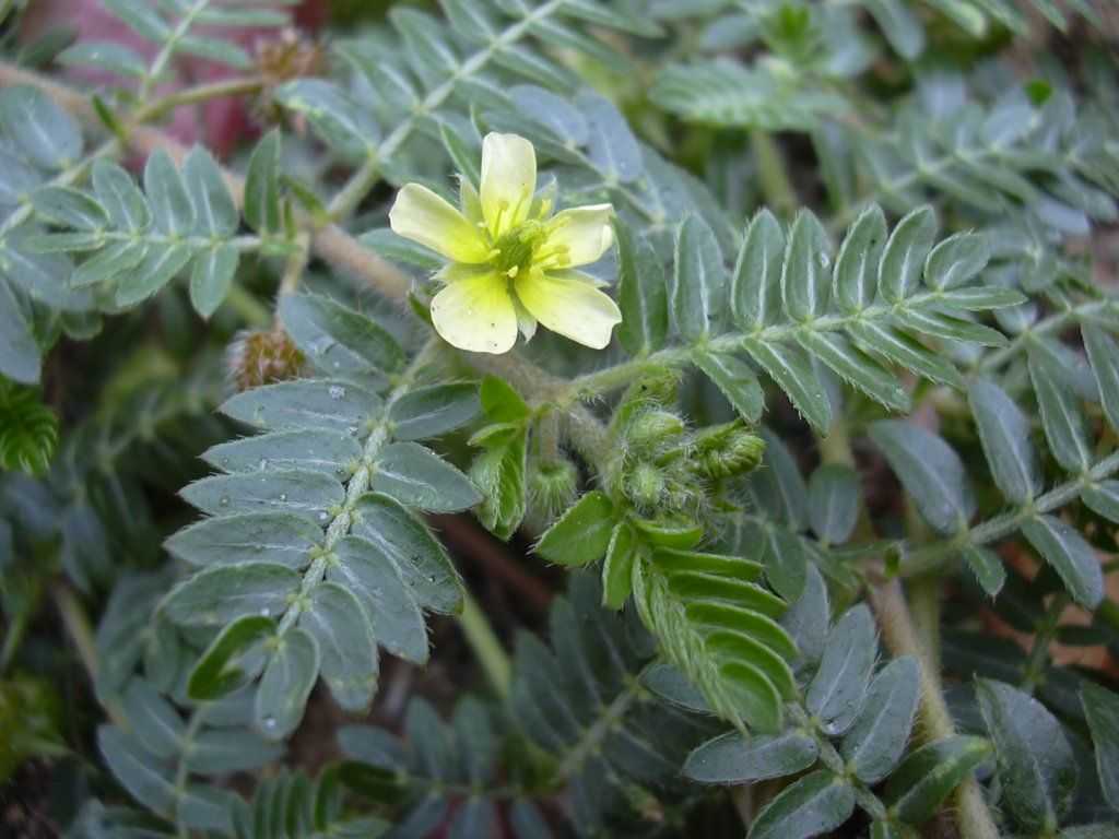 Tribulus Power (Gokshura) – energia, lihastoonuse ja seksuaalse vitaalsuse toetuseks - Pilt 3