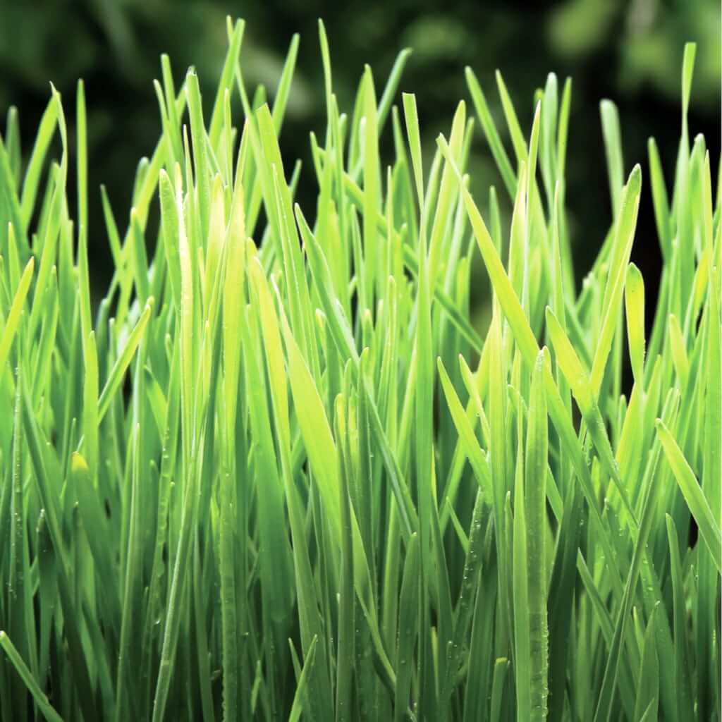 Wheat Grass Organic - kviešu asnu pulveris, imūnsistēmai, superfood - Image 3